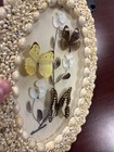 Vtg Butterfly Taxidermy Sea Shell Framed Wall Mounted Specimen Entomology Art 70