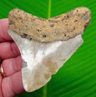 Megalodon Shark Tooth  Fossil - 3 20     Real Sharks Teeth