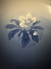 B g Kjobenhavn Denmark 44 Christmas Rose 8 25  Raised Rose