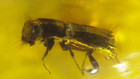 5 Dominican Amber Fossils With Variety Of Insects 3 7 G