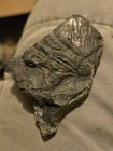 Fossilized Specimen Of Flying Creature From Puget Lobe Of The Vashon Stade