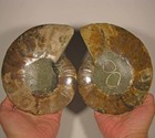 7  Ammonite Fossil Split Polished Pair - Madagascar - 2 5 Lbs 