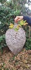 Huge King Sized Bald Faced Hornets Nest Summer 2024  Beautiful Masterpeice 24x12