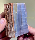 Arizona Rainbow Petrified Wood Polished  Top Color Bright Blue  