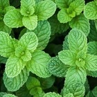 1000pcs Mint Seeds For Planting     Non-gmo Heirloom Herb Seeds Herbal Tea Gardens