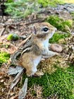 New Taxidermy  Real Eastern Chipmunk Mount  Squirrel Taxidermy  Nature  Gift  