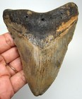 Megalodon Shark Tooth Real Fossil - 4 34    Prehistoric Shark Teeth No Restoration