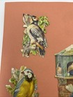 Victorian Embossed Scrap Lot Of 6 - Birds
