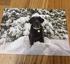 Christmas Holidays Season Snow Dogs Greeting Cards Set Of 5 New W envelopes