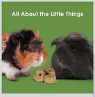 Kaytee Timothy Biscuits Baked Treat For Pet Guinea Pigs  Rabbits   Oth Carrot