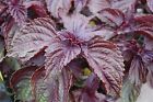 Purple Shiso Seeds  Perilla  Japanese Basil  Red Mint  Non-gmo  Variety Sizes