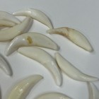 Lot Of 20 Assorted Coyote Fangs Teeth Goth Odd Craft Real Taxidermy Cleaned 3218