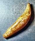 Fine complete 9 Cm Fossil Cave Bear Canine  Ursus Spelaeus  Pleistocene  Romania