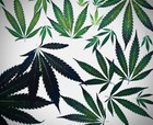 15 Dried Pressed Hemp Leaves Thc-free Botanical Plantart Supplies Craft Diy Leaf