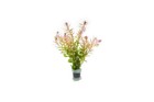 Rotala Fujian - 10  Rooted Stems - Lead Bunch - Live Aquarium Plants 