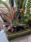 Artificial Desert Succulents Display Faux Succulents