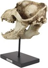 Ebros Direwolf Fossil Skull Statue On Pole Mount And Brass Name Plate 12 5  Long
