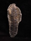 Mazon Creek Leaf Fossil  Coal City  Illinois