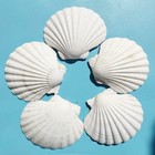 Lot Of 12 Large Natural White Scallop Shells Beach Decor Baking Crafts 3 5inch 