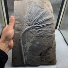 1900 Grams Of Fossils Of Crinoid From The Guanling Biota In Guizhou