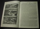 1833 Paper  Ceylon Pearl Fishery  Euboea   Chalcis  Greece  Raphael s St  Peter