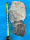 Large Texas Ice Age Extinct Mammoth Leg Bone Fossil Fragments Brazos County Find