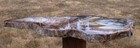 Sis  Large 16   Hubbard Basin Petrified Wood Round - Bold   Colorful Wood Grain 