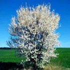 American Plum Tree Seeds  prunus Americana  Fast Fruit Flower Plant Hardy-zone 3