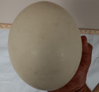 Authentic Blown Ostrich Egg For Scrimshaw Circumference 16 