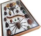 Exotic Insect Taxidermy Collection Mixed Specimens In Wooden Box Display