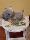 Fao Schwarz Schnauzer Dog Gray Plush Stuffed Animal Toys R Us Small 8 