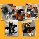Creative Black Bat Wings Pet Costume Cosplay Outfit For Cats Dogs Party Wear