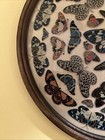 Large Butterfly Glass Wall Mount