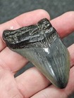 2 5 8   Authentic Prehistoric Megalodon  Fossil Shark Tooth Teeth Free Shipping 