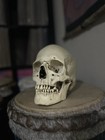 Human Skull Replica  read Description 