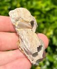 Fossil Mosasaur Jaw With Unerupted Tooth Alabama Cretaceous Dinosaur Tooth Rare