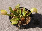 Adult Size Venus Flytrap  fly Trap Carnivorous Plant  Dionaea Muscipula 3in  Pot