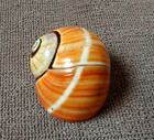 Polymita Picta 23 6 Mm F    gem Intense Color Rarely Seen Today Collection Wow 