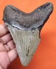 Megalodon Shark Tooth - Real Fossil - Shark Teeth 4 23    - No Restorations