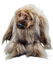 Lifelike Vintage Afghan Hound Dog Laying Plush Dakin Pillow Pet 1978 16    Long