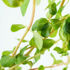 Buy2get1free Rotala Indica Bundle Live Aquarium Plant Freshwater For Fish Tank