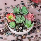 72 Pcs Polished Stone 10oz 0 5  Natural Crystals Rocks Handpicked Tumbled Pebble