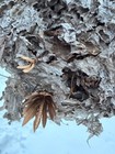 Paper Wasp Nest On Stick