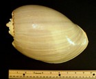 Philippine Melon 10  Crowned Baler Indian Volute Huge Giant Exotic Shell