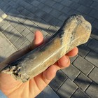 Polished Fossil Ice Age Gem Bone Florida Pleistocene Fossil