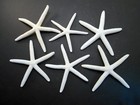 24 Beautiful White Finger Starfish 5-6  Beach Wedding Coastal Decor Arts Crafts