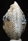 Calcite Fossil Clam Crystal Specimen Cluster Fossilized Mineral Natural Florida