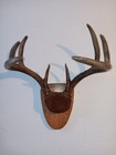 8 Point Large Whitetail Deer Antler Crown Mount Professional Taxidermy Typical