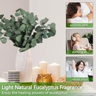 Real Eucalyptus Stems 20pcs Dried Preserved Fresh Eucalyptus Silver Dollar Le   