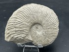 5 5    Texas Fossil Ammonite Oxytropidoceras Sp  Goodland Formation  Very Nice 